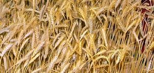 Зерно и его экспорт из Росси